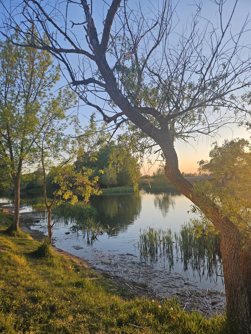 Riparian wetland habitat at sunset with native vegetation and shallow shoreline zones.