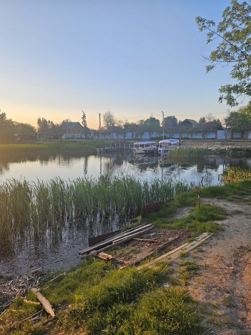 Small marina and reed bed ecosystem along a calm freshwater shoreline at dusk.