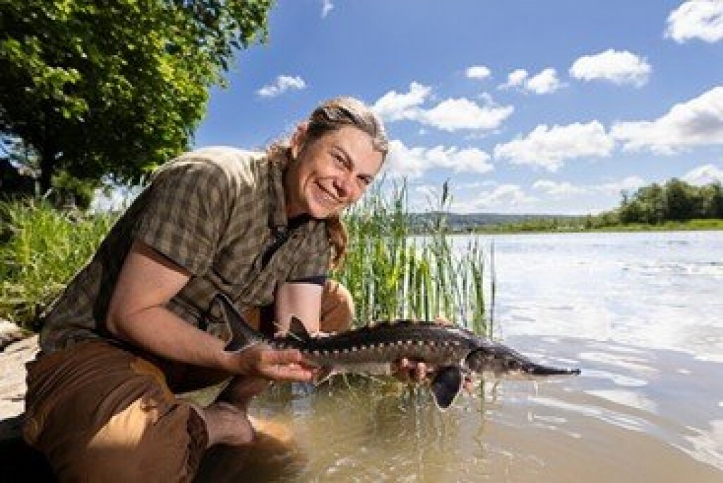 Juvenile sturgeon monitoring and conservation work.