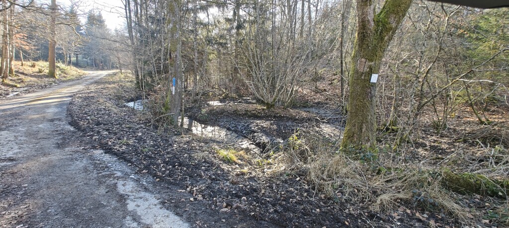 Floodplain side channel and wetland habitat alongside a rural forest road.