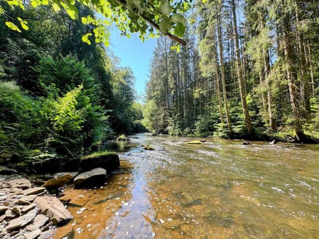 Natural river corridor with gravel bed and intact riparian forest.