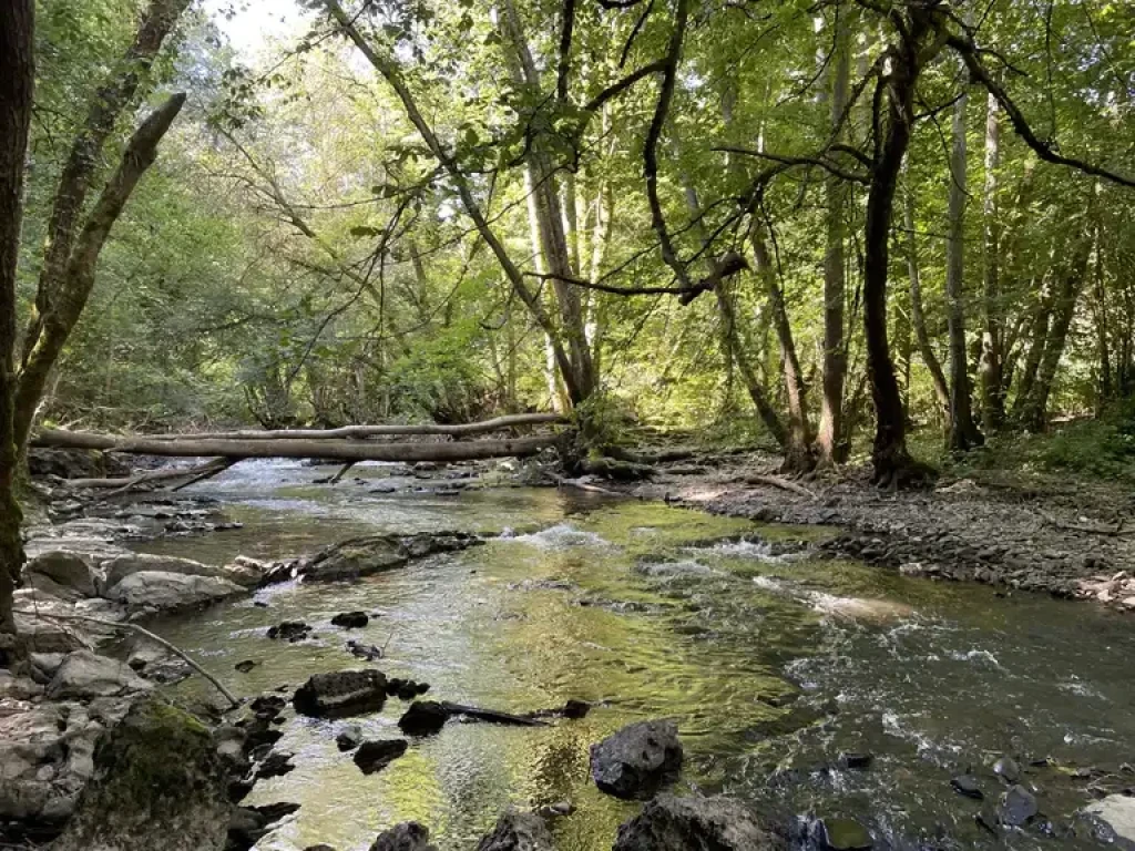 Free-flowing woodland stream with deadwood habitat structures.