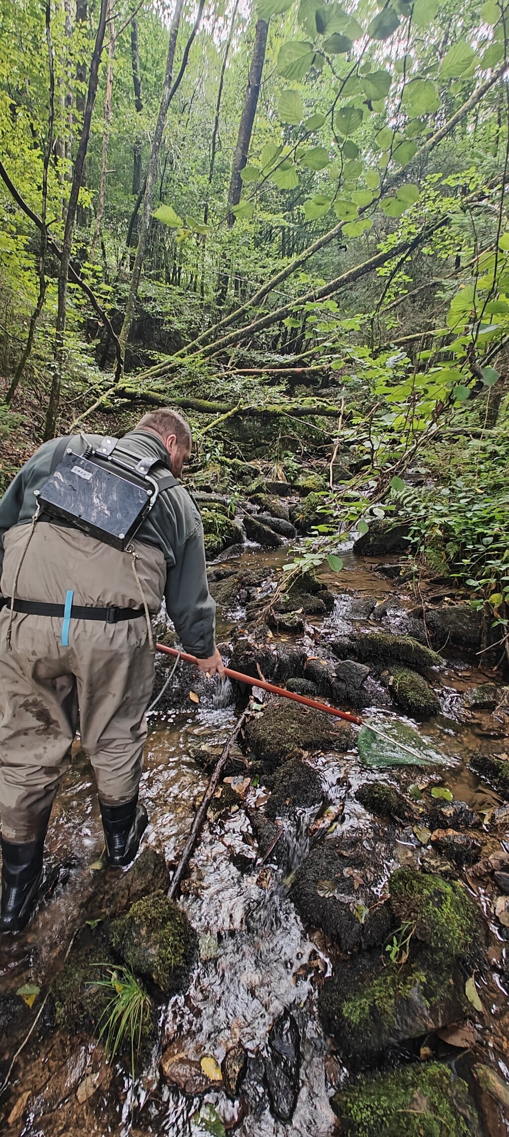 Field survey and ecological monitoring in a headwater stream.