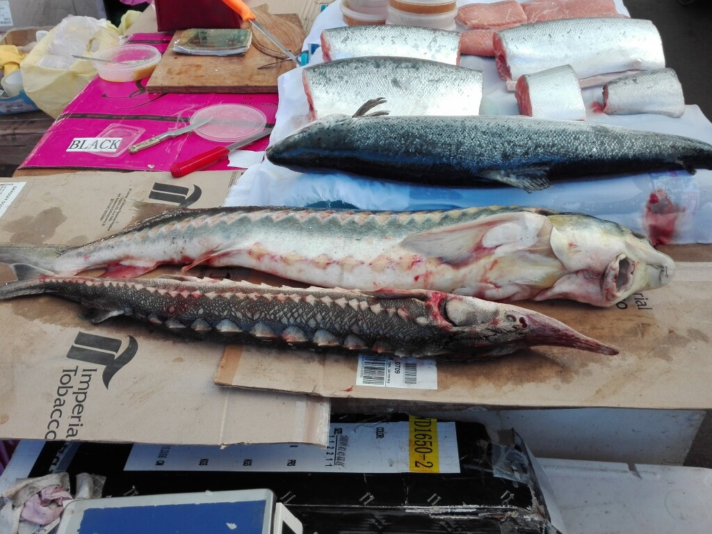 Sturgeons and other fish displayed for sale at a fish market in Kyiv.