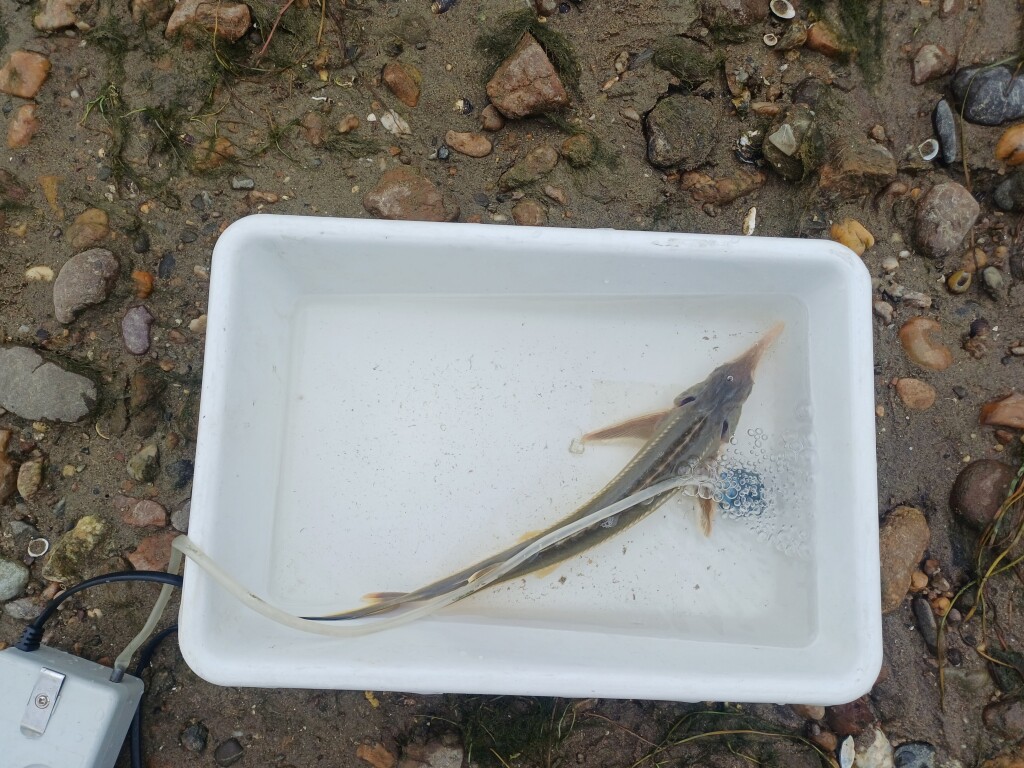 Sterlet (Acipenser ruthenus) in a water-filled container during scientific fish monitoring.