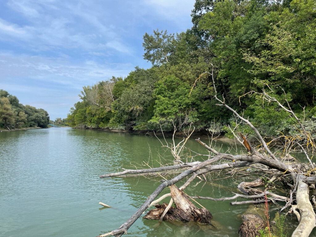 Calm Danube side channel surrounded by dense riparian vegetation and fallen trees, providing diverse aquatic habitats.