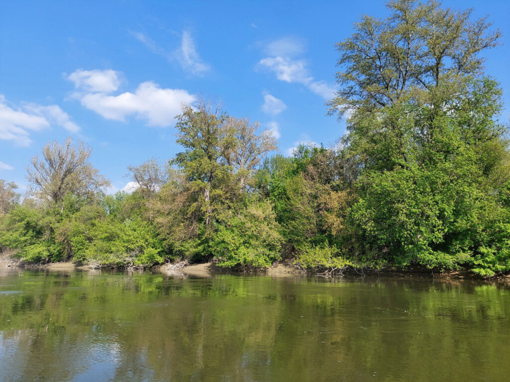 Danube side channel bordered by lush riparian forest, illustrating the natural habitats around river islands.