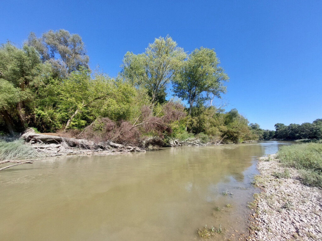 Natural Danube side channel with shallow water, gravel banks, fallen trees and diverse riparian vegetation.
