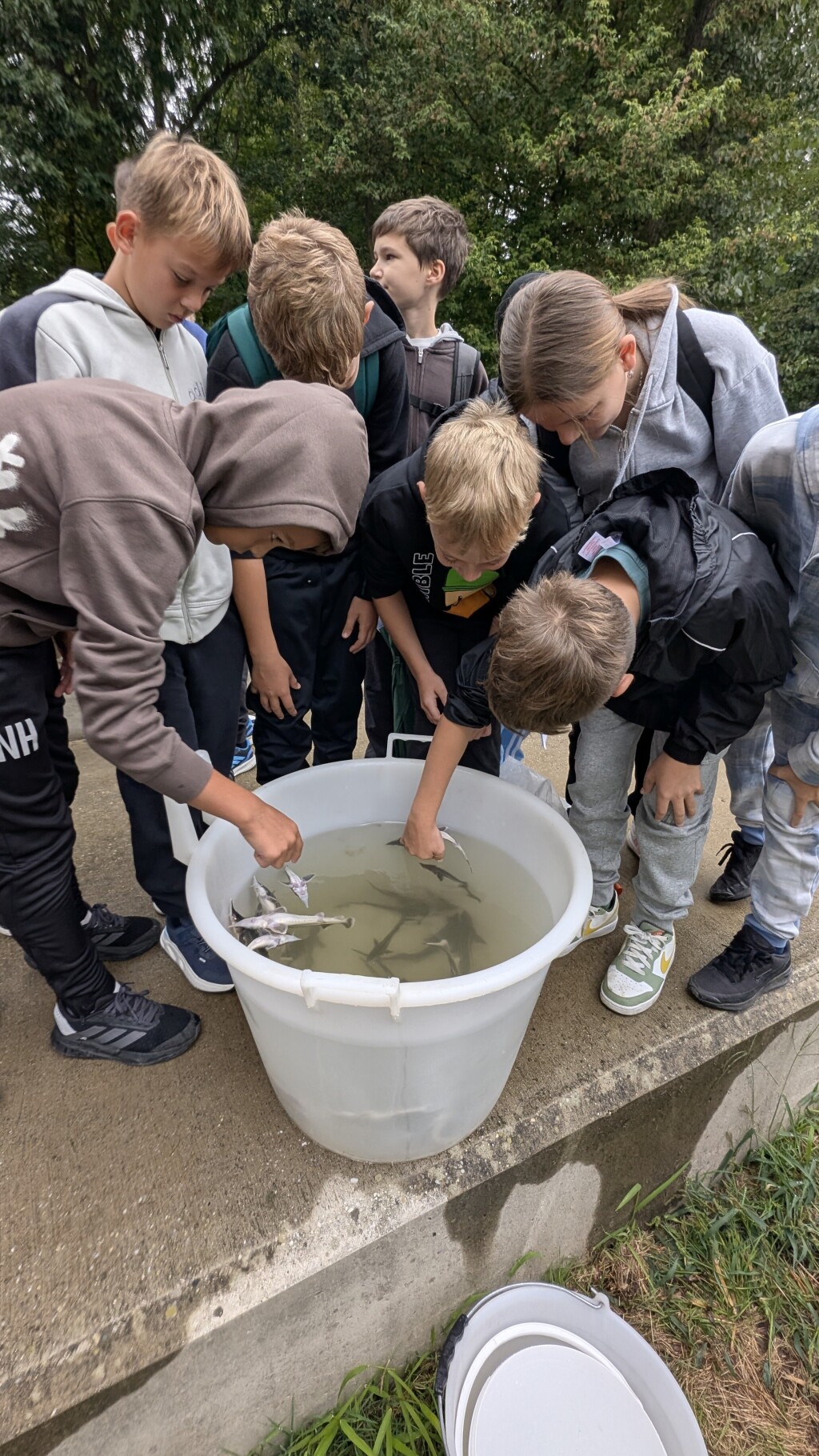 Schoolchildren observe young sterlets swimming in a large water container.