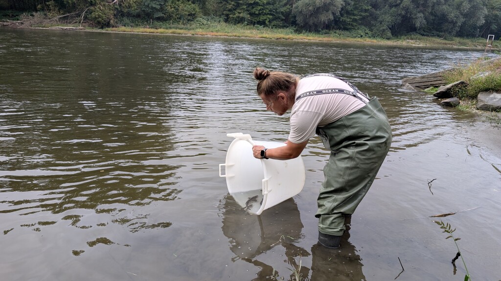 A conservation worker releases young sterlets into the Mura River.