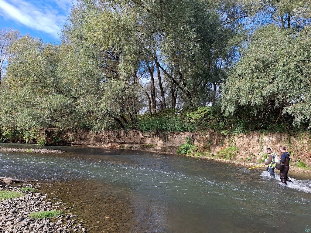 Two researchers surveying fish habitats in the upper Rába River in Hungary.