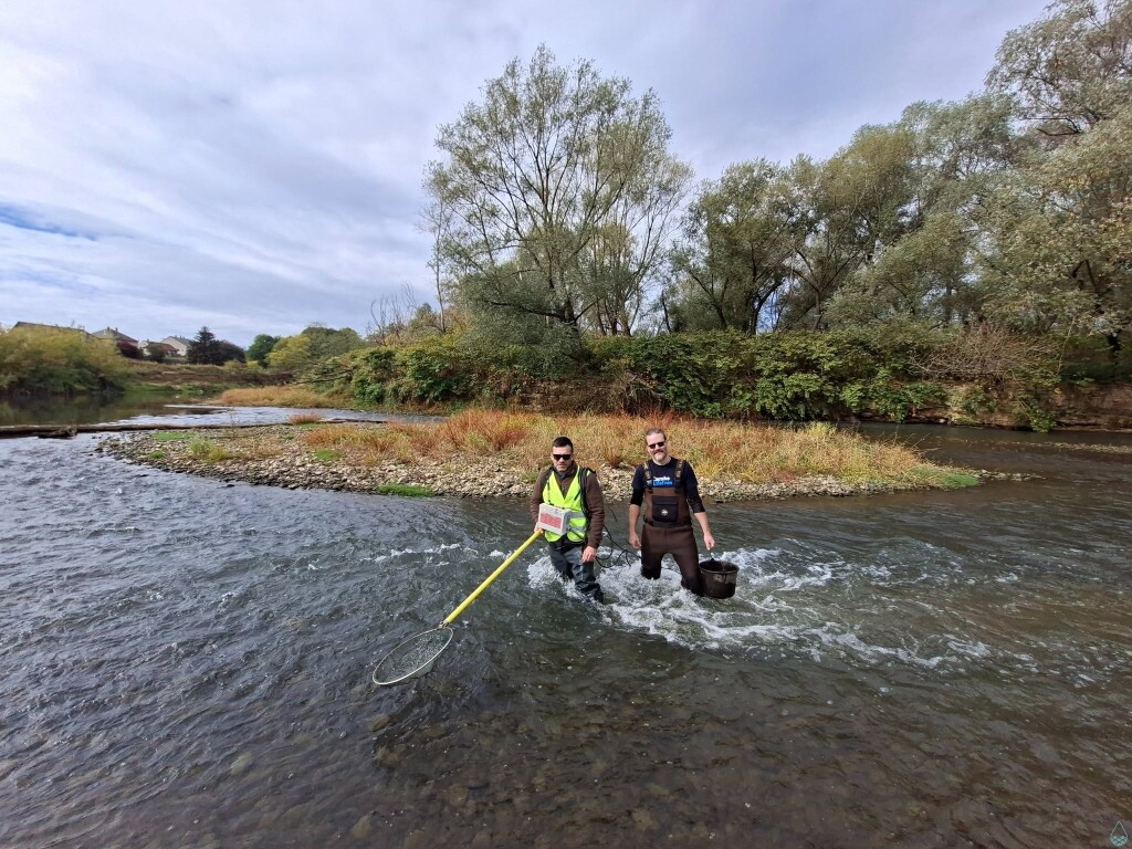 Fish researchers wading through the upper Rába River during an ecological field survey.