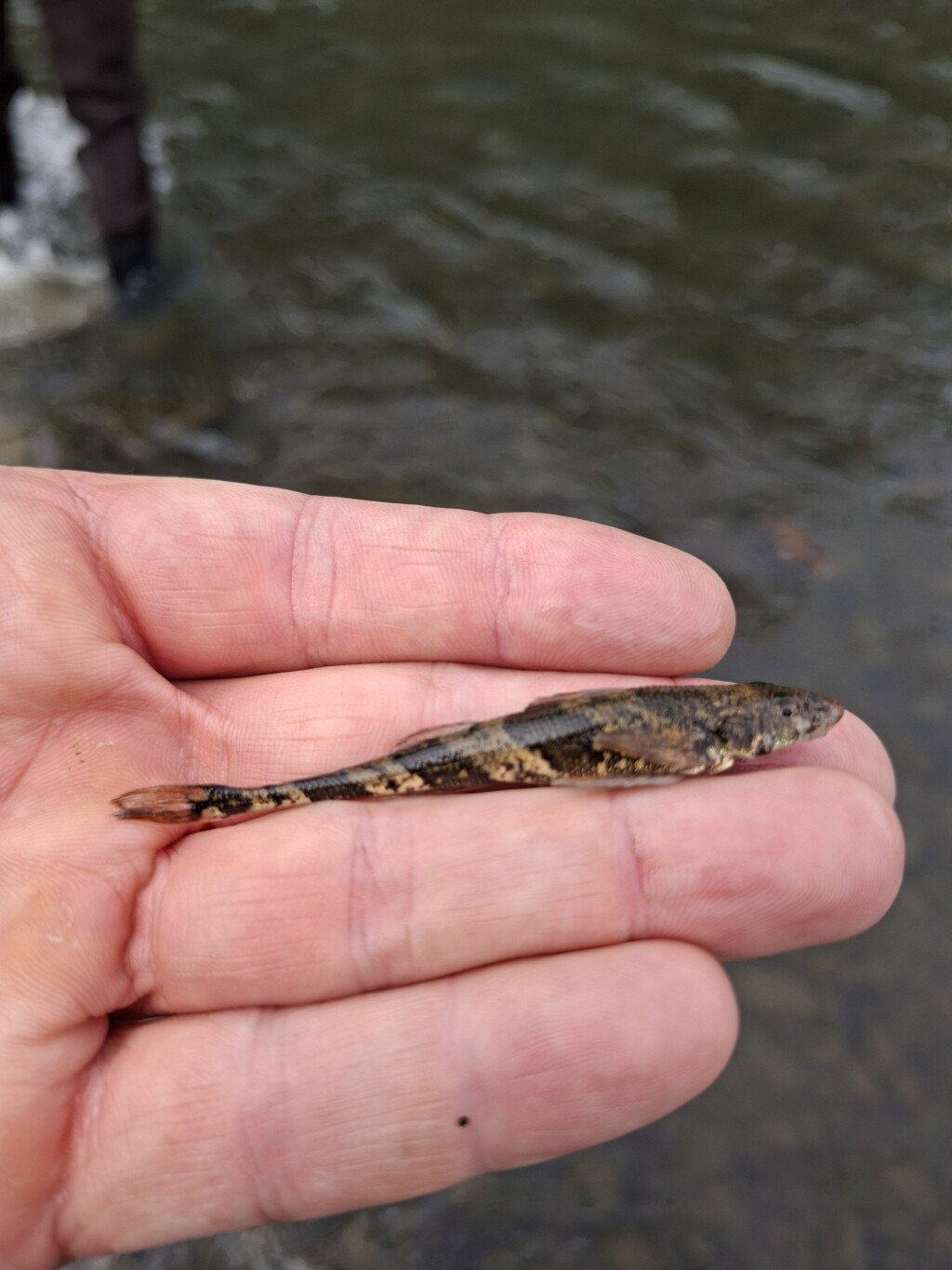 Danube streber (Zingel streber), a strictly protected fish species, resting on a researcher's hand.