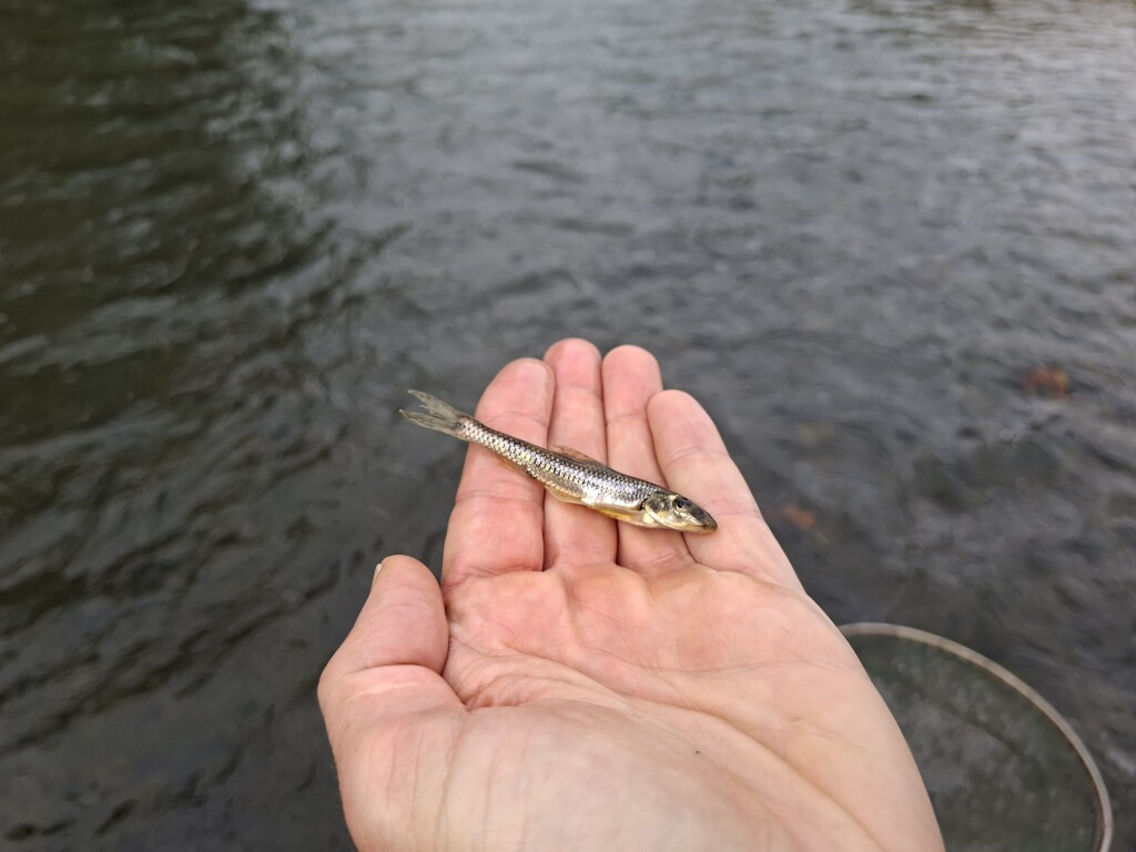 Kessler’s gudgeon (Romanogobio kesslerii), a strictly protected fish species, held in a researcher's hand.