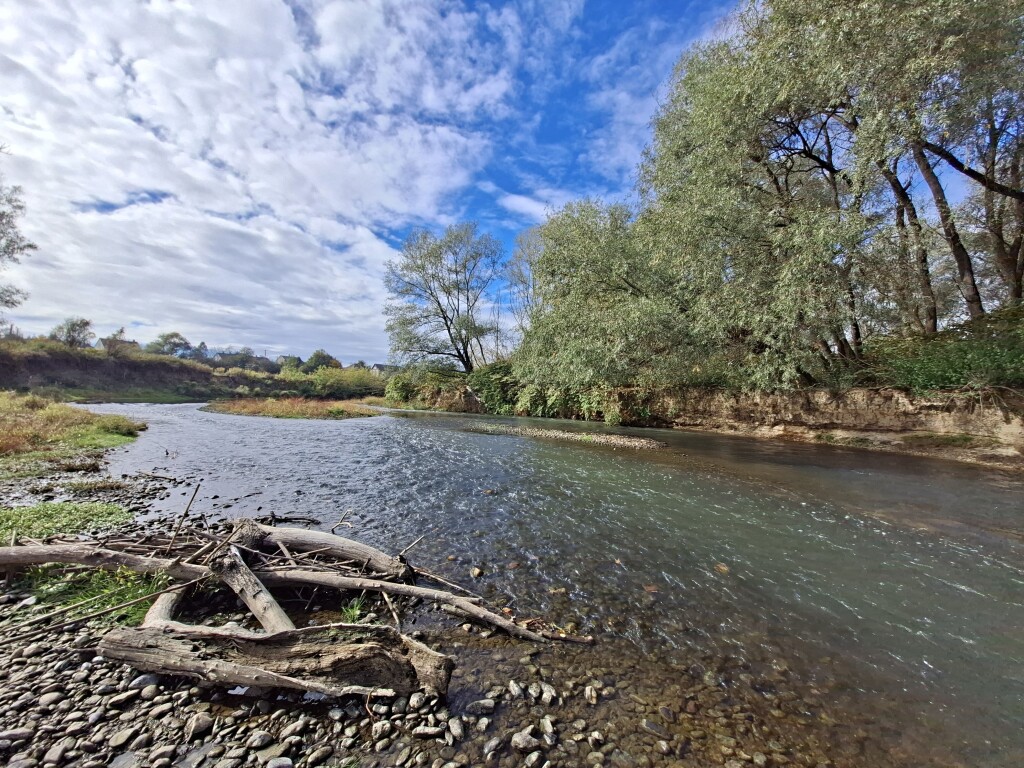 Natural river habitat along the upper Rába in Hungary, with gravel banks, driftwood and riverside trees.