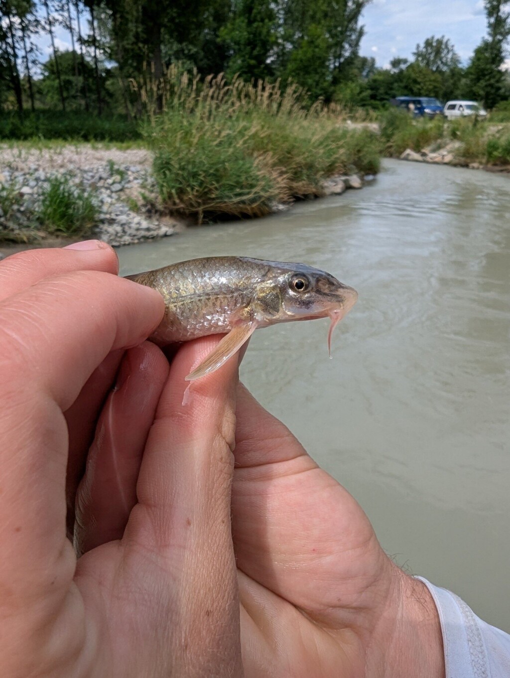 Close-up of a Danube gudgeon (Romanogobio uranoscopus) held in a researcher's hand during fish monitoring at a restored river channel.