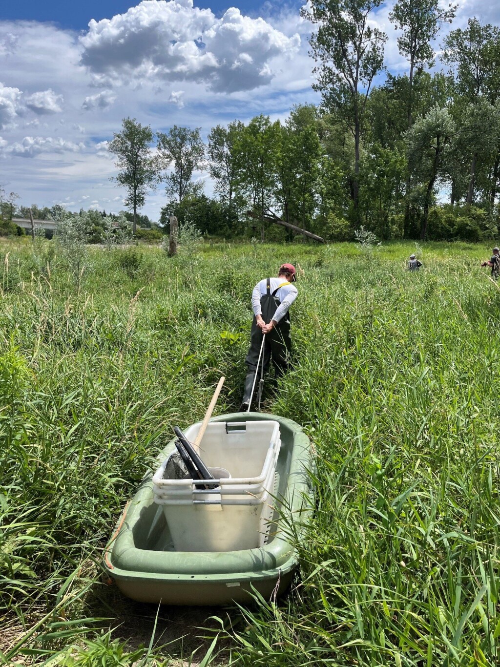 Researchers conducting fish sampling in a restored floodplain channel, pulling equipment through dense vegetation to monitor aquatic biodiversity and habitat restoration success.