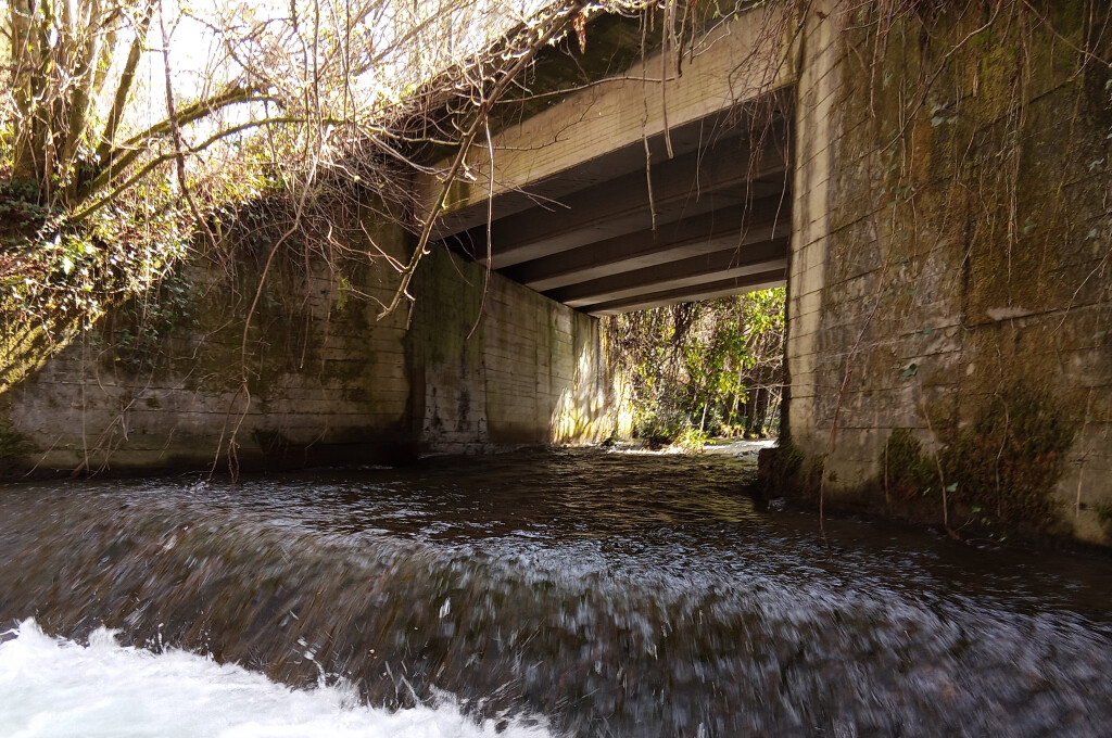 Stream flowing beneath a concrete road bridge surrounded by dense riparian vegetation.