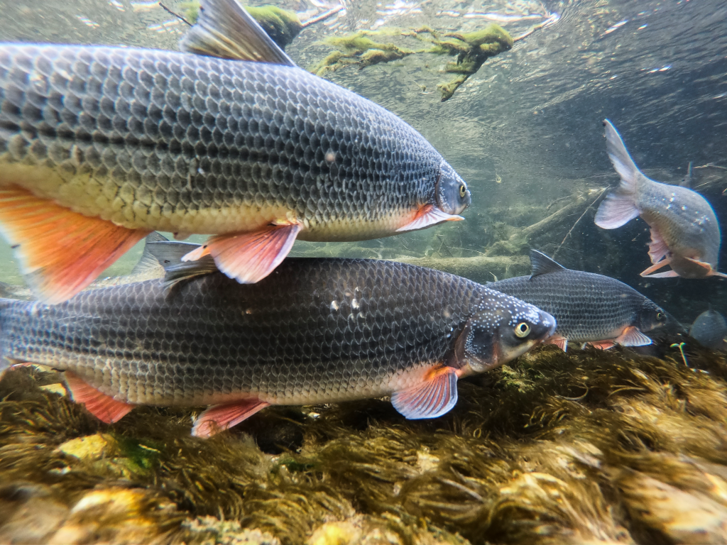 Close-up of four shiny fish in the water.